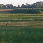 Рода у потрази за храном