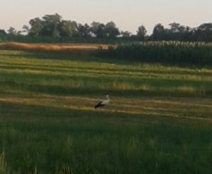 Рода у потрази за храном
