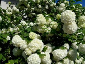 Дарови природе фото РП