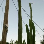 Кактуси - Нидри