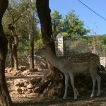zoo_vrt_manastira_faneromeni (1)
