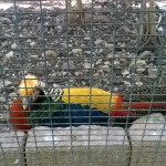 Зоо врт манастира Фанеромени