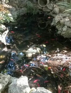 Зоо врт манастира Фанеромени