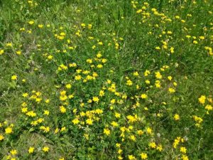 Ливадско цвеће